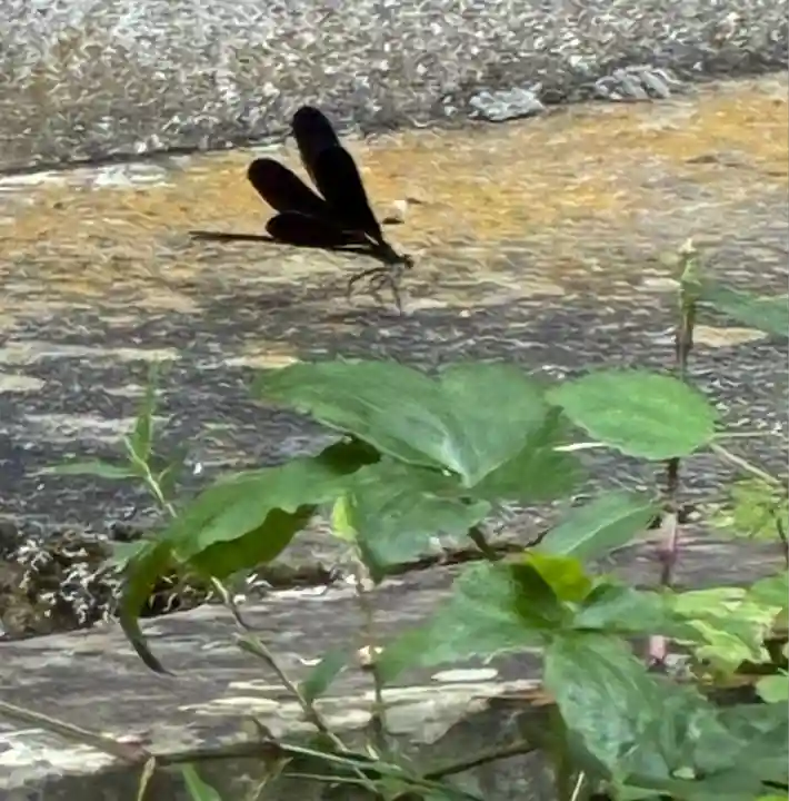 素盞雄神社(奈良県)