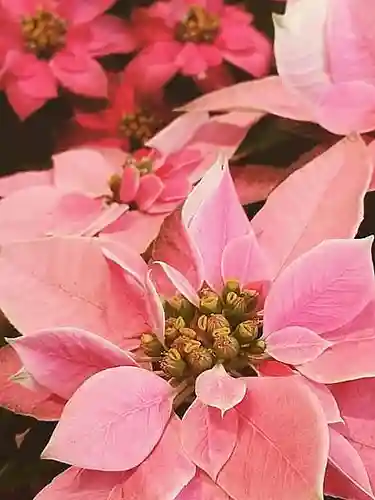 立志神社の自然