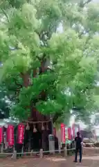 妻田神社の自然