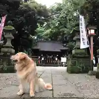 間々田八幡宮の動物