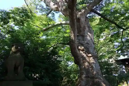 愛宕神社の自然