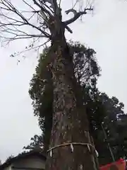 大井氷川神社(埼玉県)