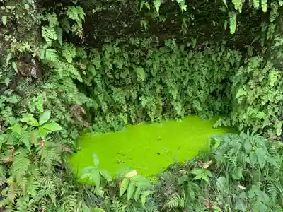 八坂神社の自然