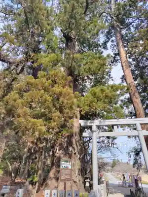 相馬中村神社の{uncategorized: "未分類", other: "その他", undefined: "問題あり", building: "その他建物", grave: "お墓", sacred_gate: "鳥居", guardian: "狛犬", statue: "像", buddha: "仏像", history: "歴史", nature: "自然", garden: "庭園", animal: "動物", pagoda: "塔", temizu: "手水舎", mountain_gate: "山門・神門", sanctuary: "本殿・本堂", subordinate: "末社・摂社", art: "芸術", scenery: "景色", jizo: "地蔵", ema: "絵馬", goshuin: "御朱印", omikuji: "おみくじ", items: "授与品その他", amulet: "お守り", goshuincho: "御朱印帳", eats: "食事", festival: "お祭り", votive_dance: "神楽", shichigosan: "七五三参", wedding: "結婚式", experience: "体験その他", initially: "初詣", around: "周辺", anti_infection: "感染症対策"}