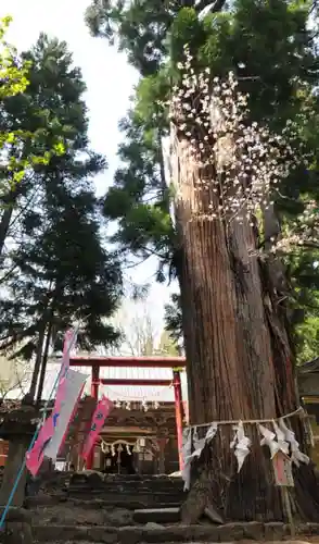 磐椅神社の自然