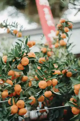 櫛田神社の自然