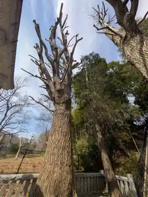 熊野神社(神奈川県)