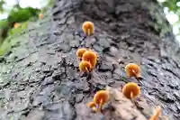 三津厳島神社の自然