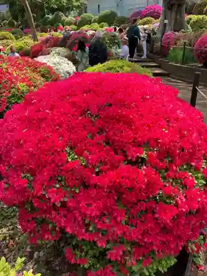 根津神社(東京都)
