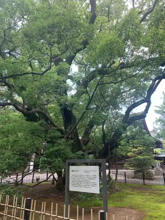浜松八幡宮の自然