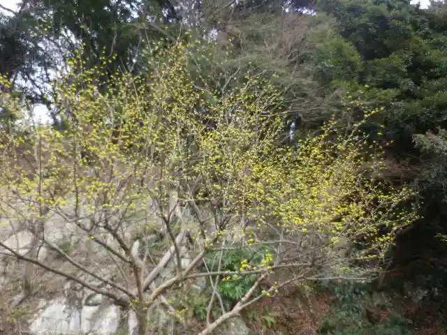 安國論寺(安国論寺)の自然