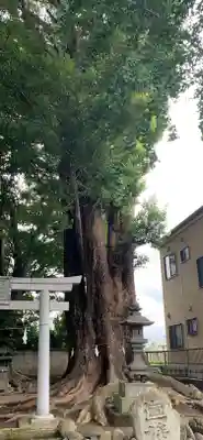 宮鍋神社の自然