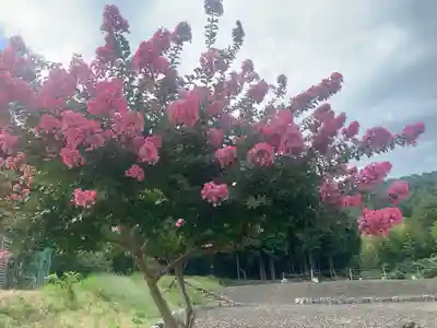 妙光寺跡の自然