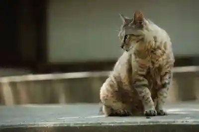 玉野御嶽神社(愛知県)