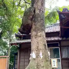 氷川女體神社の自然