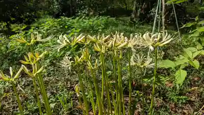 平野神社(京都府)