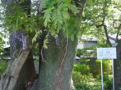 玉敷神社の自然