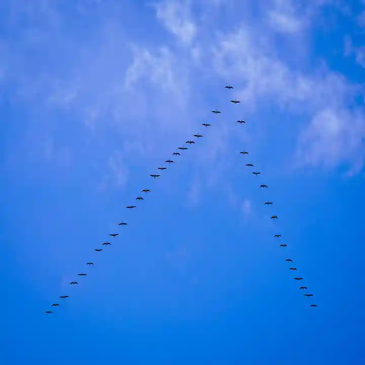 美幌神社の動物