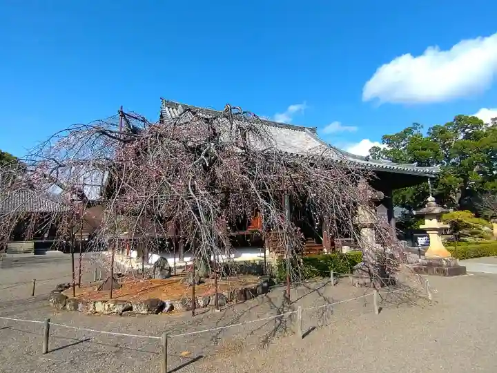 道成寺の{uncategorized: "未分類", other: "その他", undefined: "問題あり", building: "その他建物", grave: "お墓", sacred_gate: "鳥居", guardian: "狛犬", statue: "像", buddha: "仏像", history: "歴史", nature: "自然", garden: "庭園", animal: "動物", pagoda: "塔", temizu: "手水舎", mountain_gate: "山門・神門", sanctuary: "本殿・本堂", subordinate: "末社・摂社", art: "芸術", scenery: "景色", jizo: "地蔵", ema: "絵馬", goshuin: "御朱印", omikuji: "おみくじ", items: "授与品その他", amulet: "お守り", goshuincho: "御朱印帳", eats: "食事", festival: "お祭り", votive_dance: "神楽", shichigosan: "七五三参", wedding: "結婚式", experience: "体験その他", initially: "初詣", around: "周辺", anti_infection: "感染症対策"}