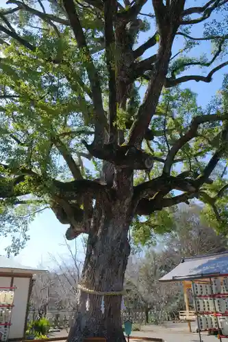平野神社の自然