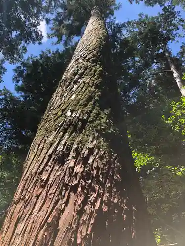 瀧原宮(皇大神宮別宮)の自然