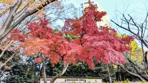 増上寺塔頭 三縁山 宝珠院の自然
