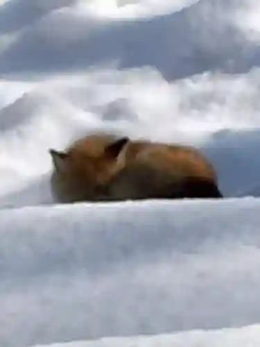 札幌護國神社の動物