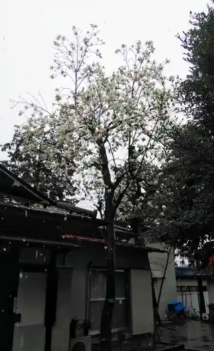 山王稲穂神社の自然