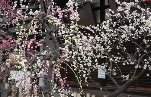 大阪天満宮の自然