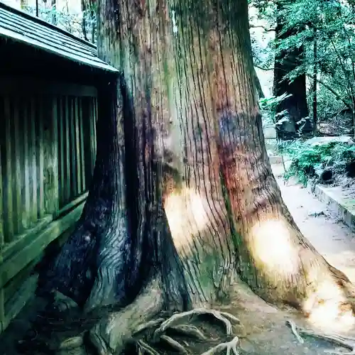 鹿島神宮の自然