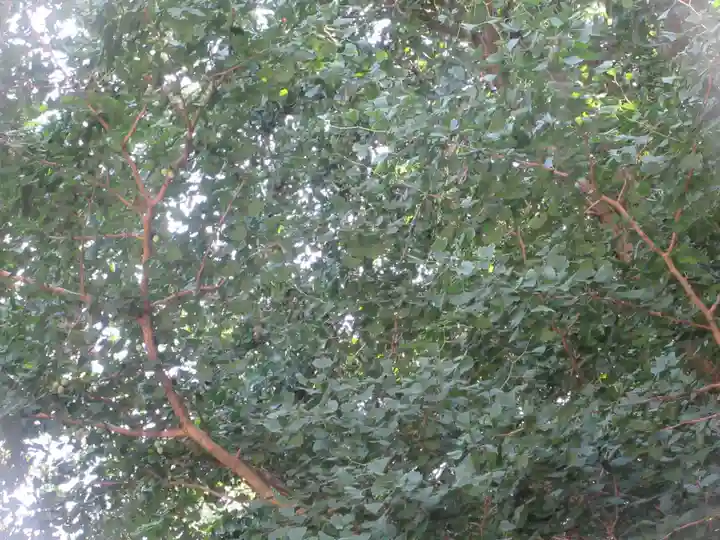 網戸神社(栃木県)