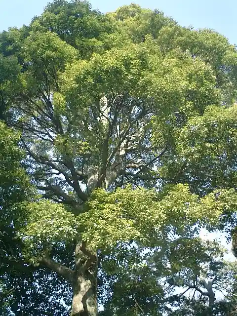 荏柄天神社の自然