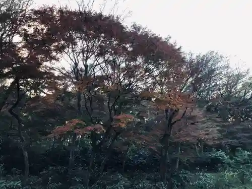 明治神宮の自然