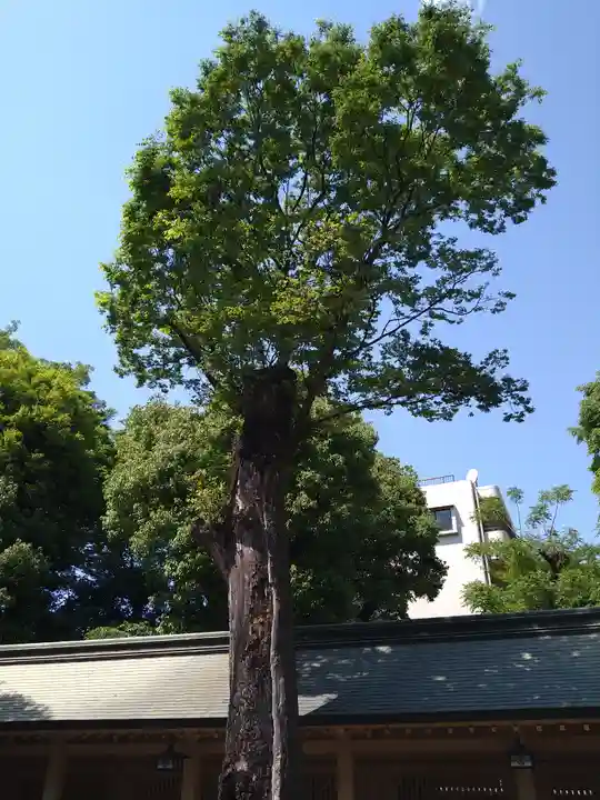 荻窪八幡神社の自然