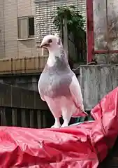 中目黒八幡神社の動物