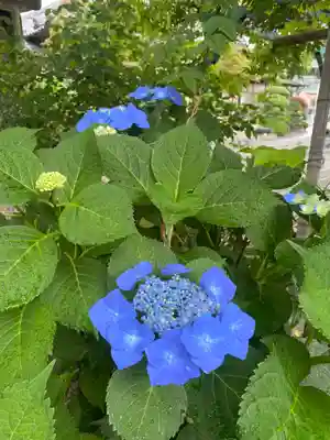 大蔵院(群馬県)