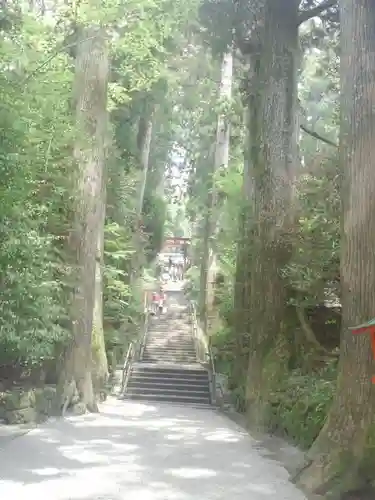 箱根神社の自然