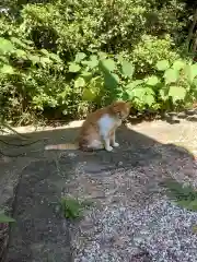 愛知県高浜市春日神社の動物