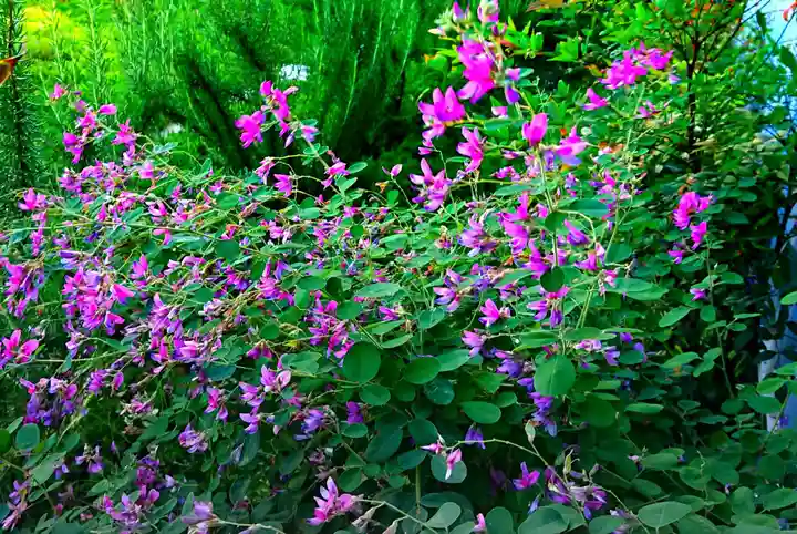 寿量山 速成寺の自然