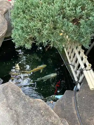 阿彌陀寺の庭園