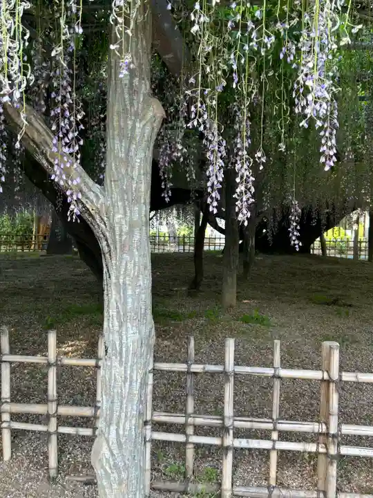 玉敷神社の自然