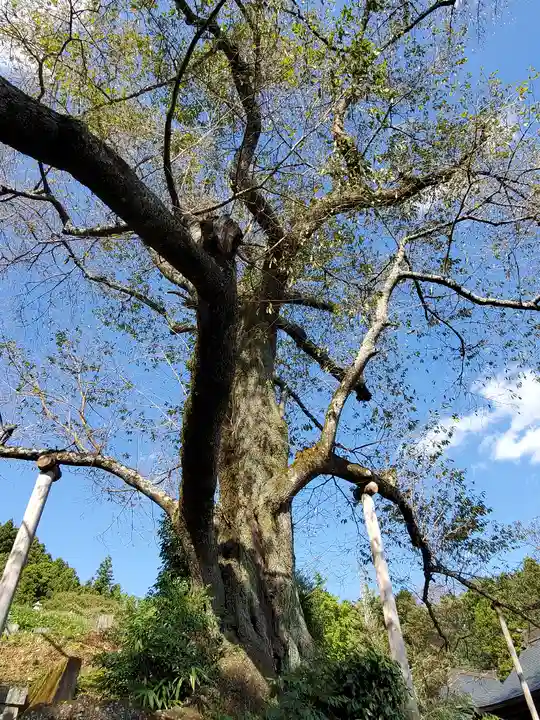 曹洞宗 永松山 龍泉寺の自然