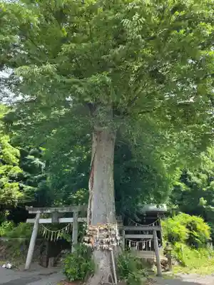 八雲神社(緑町)(栃木県)