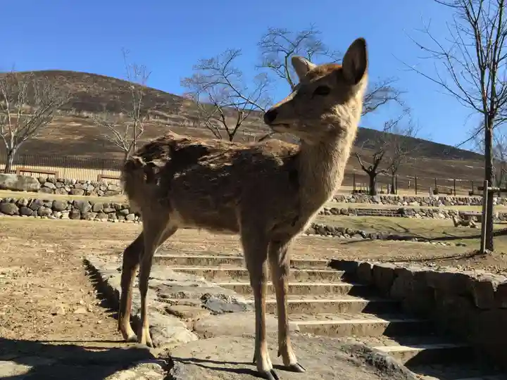 手向山八幡宮の動物