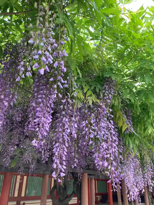 日枝神社の自然