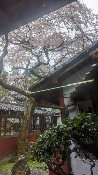 十輪寺(京都府)