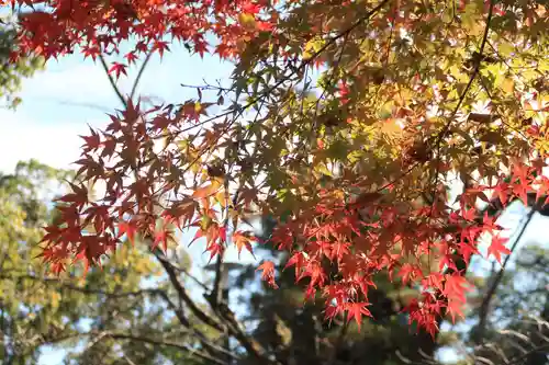 松尾大社の自然