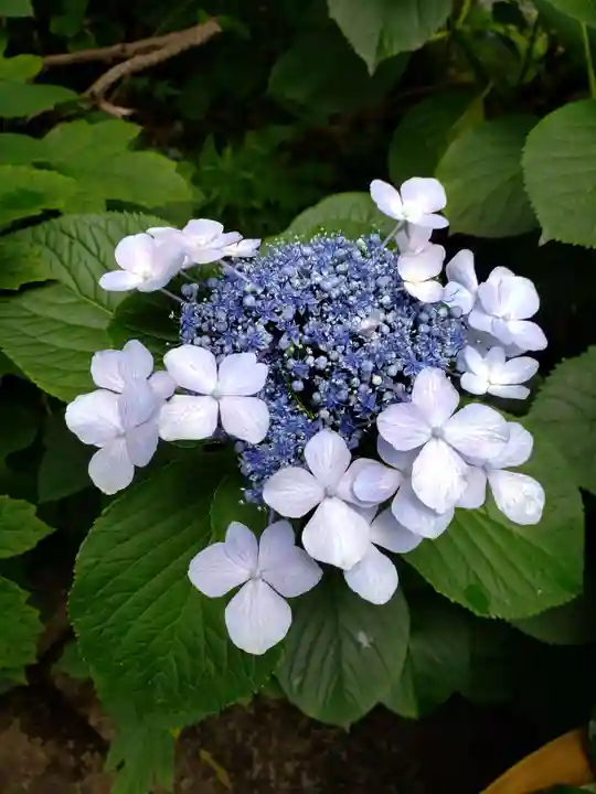 阿佐ヶ谷神明宮(東京都)