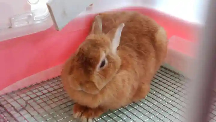 太子堂八幡神社の動物