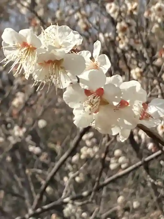 谷保天満宮の自然